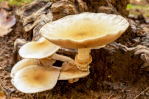 Cremefarbene Pilze wachsen in mehreren Schichten auf einem Baumstamm