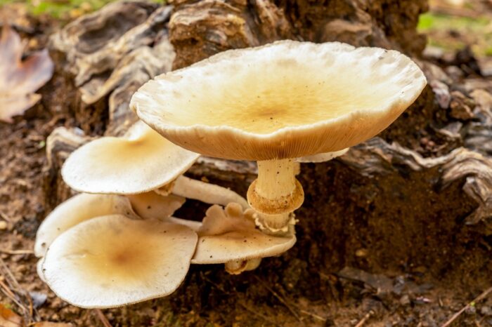 Cremefarbene Pilze wachsen in mehreren Schichten auf einem Baumstamm